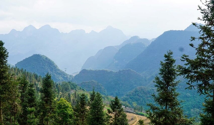 Forêt de pins Yen Minh à Ha Giang