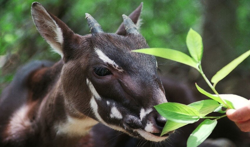 La licorne asiatique saola est une espèce de bovidé extrêmement rare