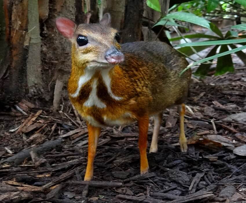 Le chevrotain est un petit mammifère ruminant