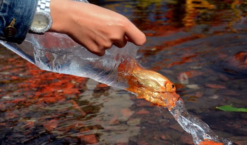 Rituel lâcher des carpes avant le réveillon