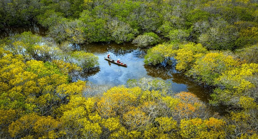 Forêt mangrove Ru Cha
