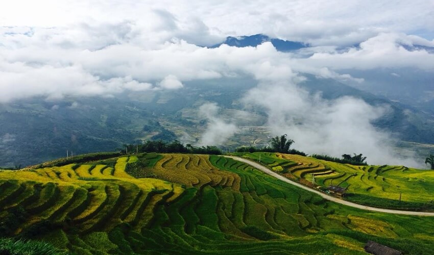 Beauté des champs en terrasses à Sapa