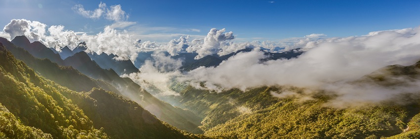 Forêt primitive possède une beauté à couper le souffle