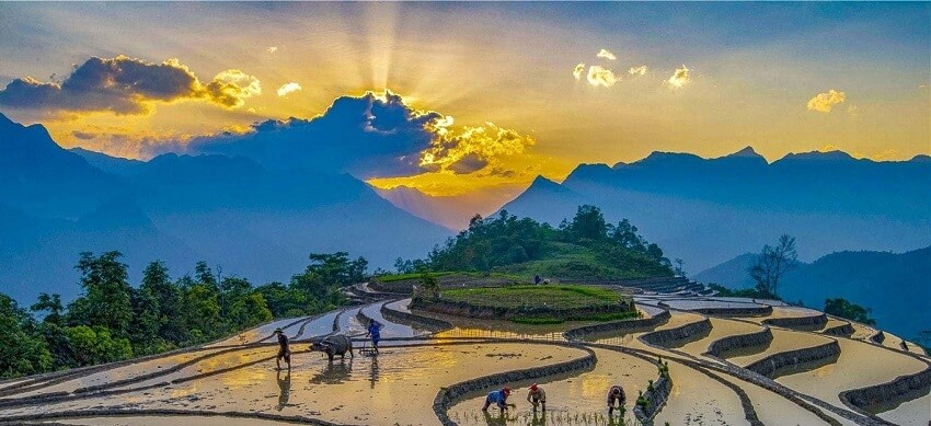 Sapa à la saison de repiquage de riz