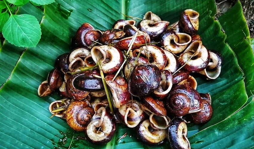 Escargots de montagne