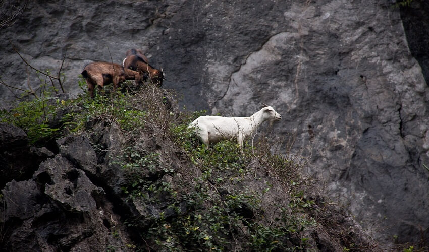 La viande de chèvre de montagne de Ninh Binh est ferme