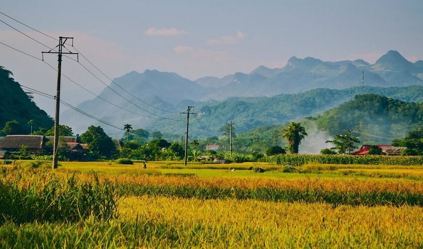 Les champs dorés à Ninh Binh