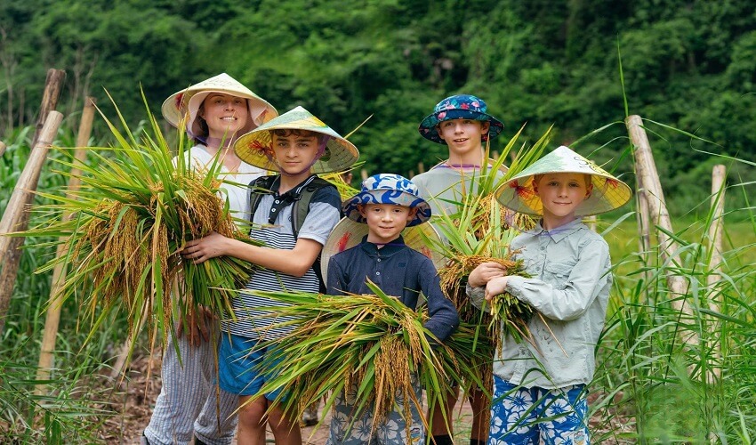 Récolte à Tam Coc Ninh Binh