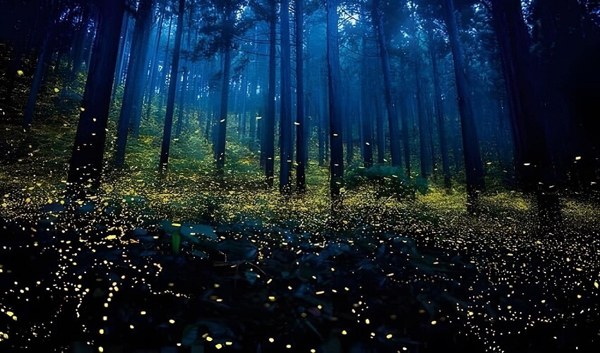 Vague de lucioles au Parc national Cuc Phuong