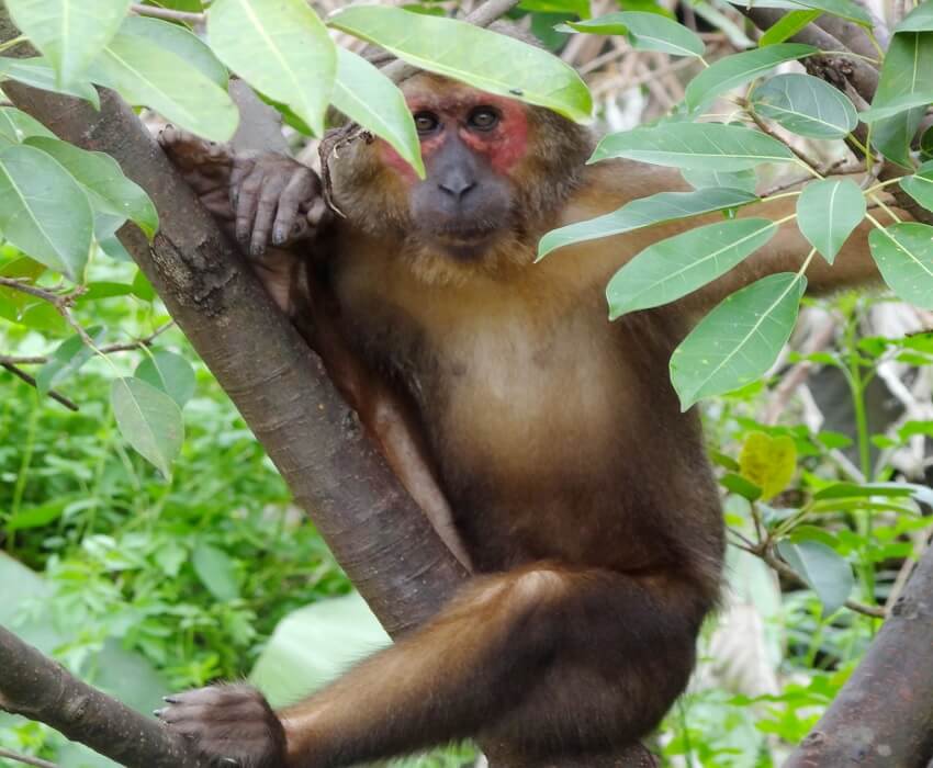Singes du parc Bai Tu Long