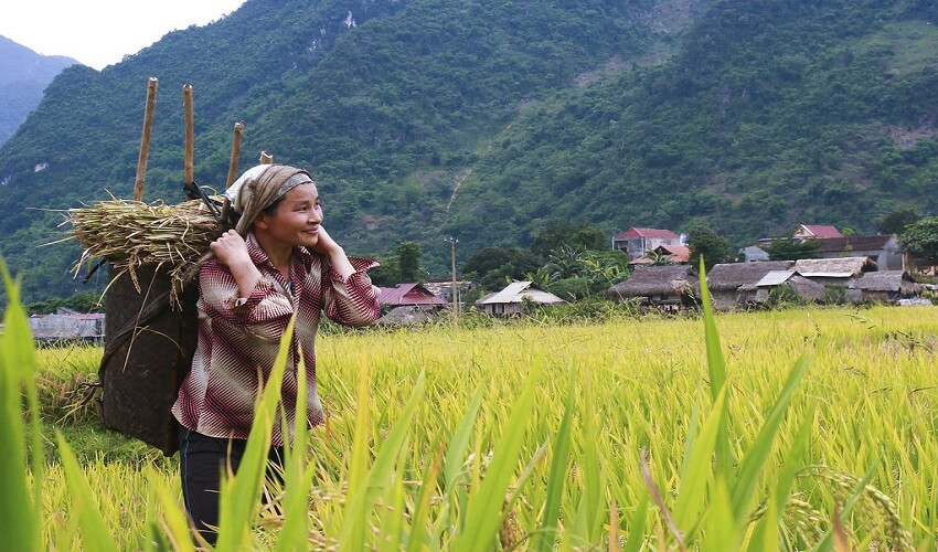 Récolte à Pu Luong Thanh Hoa