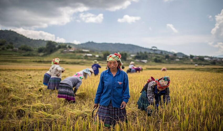 La récolte tant attendue à Mu Cang Chai