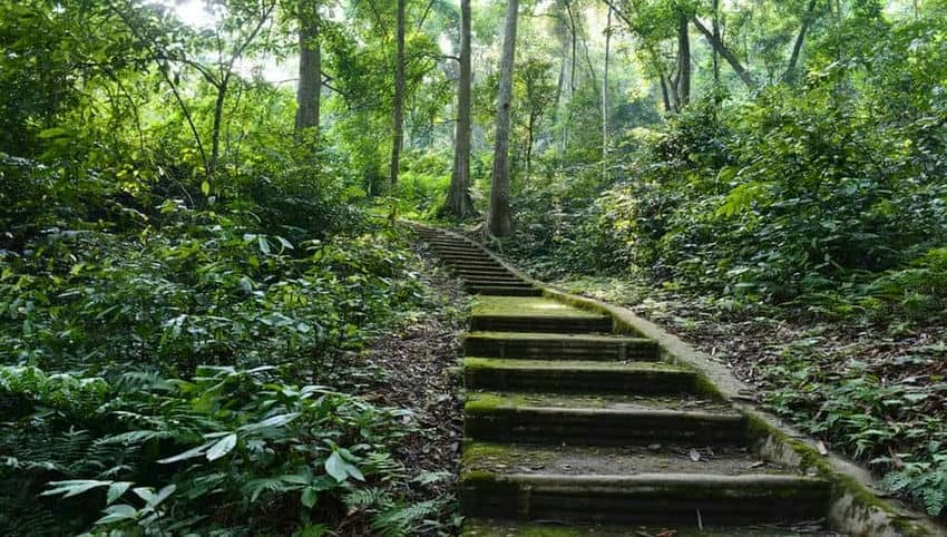 La_forêt_de_Tran_Hung_Dao