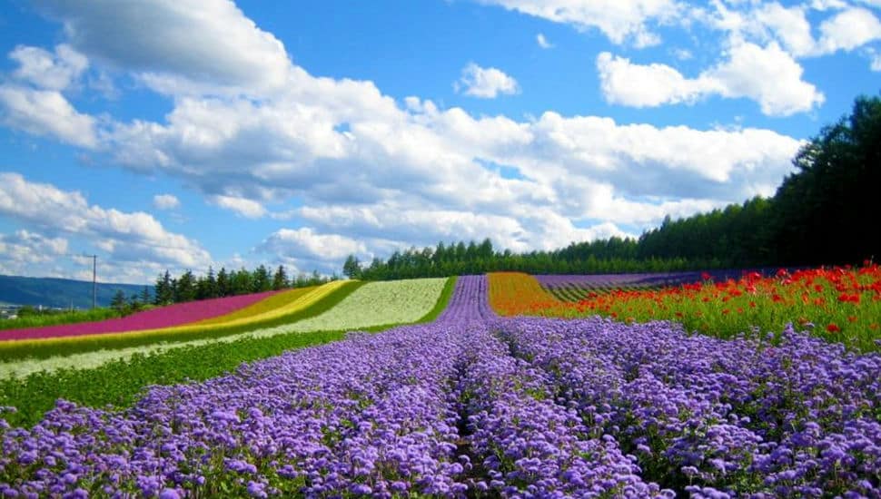 Le_village_de_fleurs_de_Van_Thanh